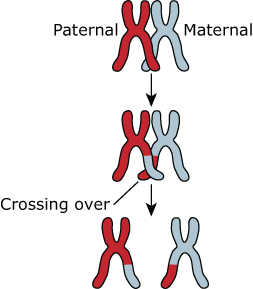 Diagram. A paternal and a maternal chromosome are present. A long arm from each the paternal and maternal chromosomes crossover during which genetic material from the paternal arm is copied to the maternal arm and the same amount of genetic material from the maternal arm is copied to the paternal arm. The chromosomes separate.